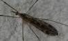 Tipula sp.